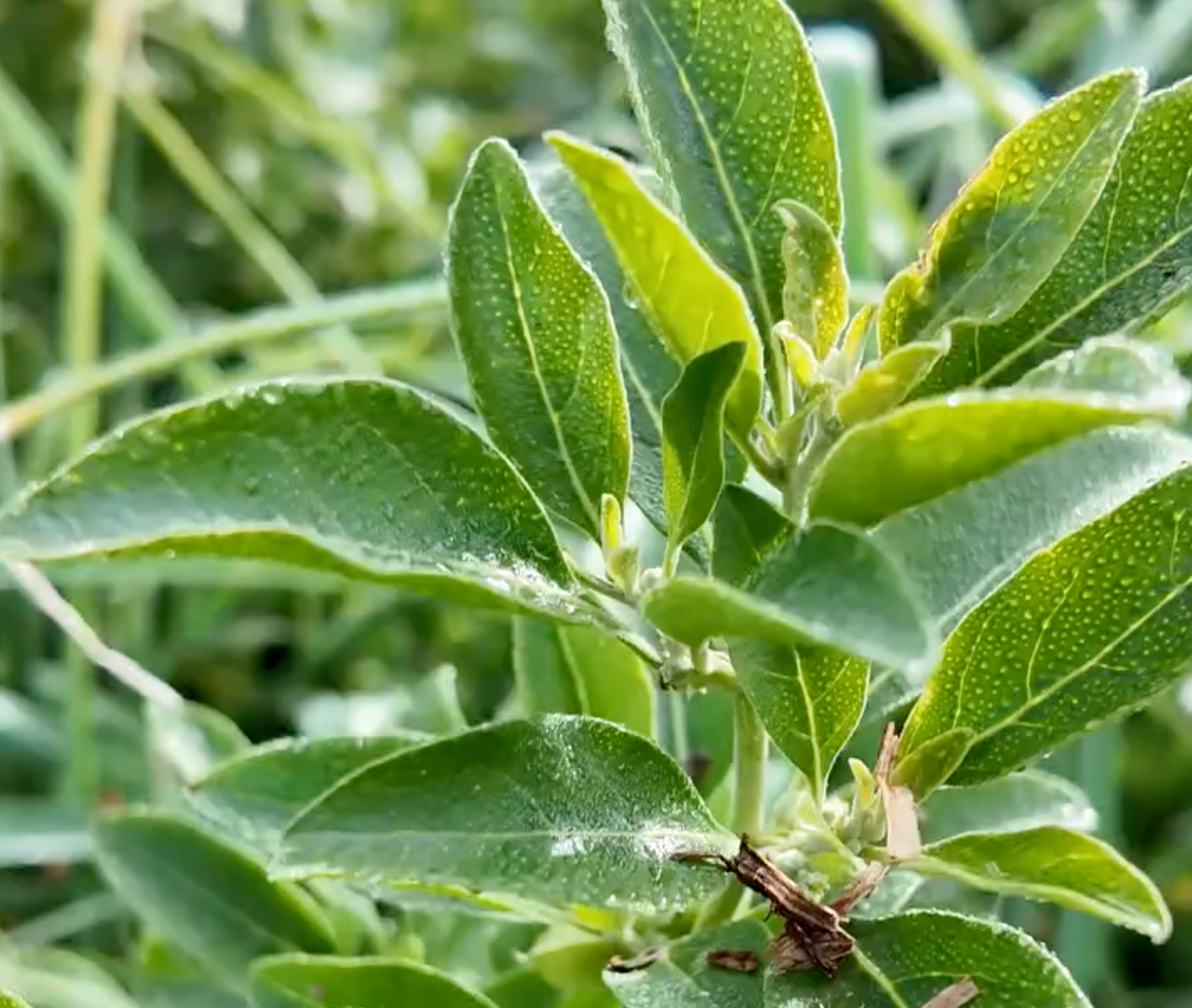 What is the Ashwagandha Plant?