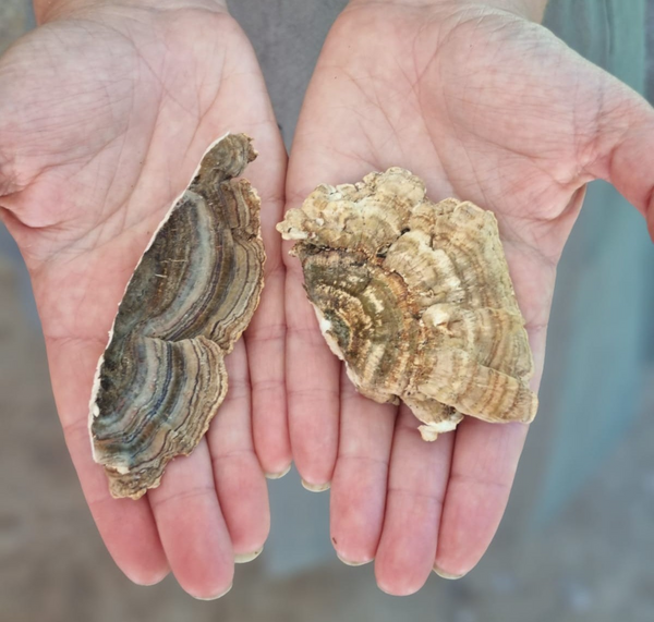 Side Effects of Turkey Tail Mushroom