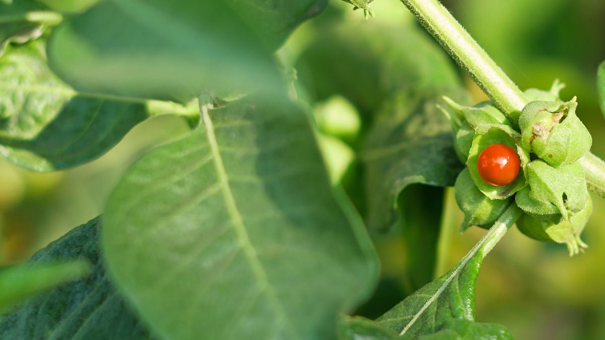 The Potential Side Effects of Ashwagandha