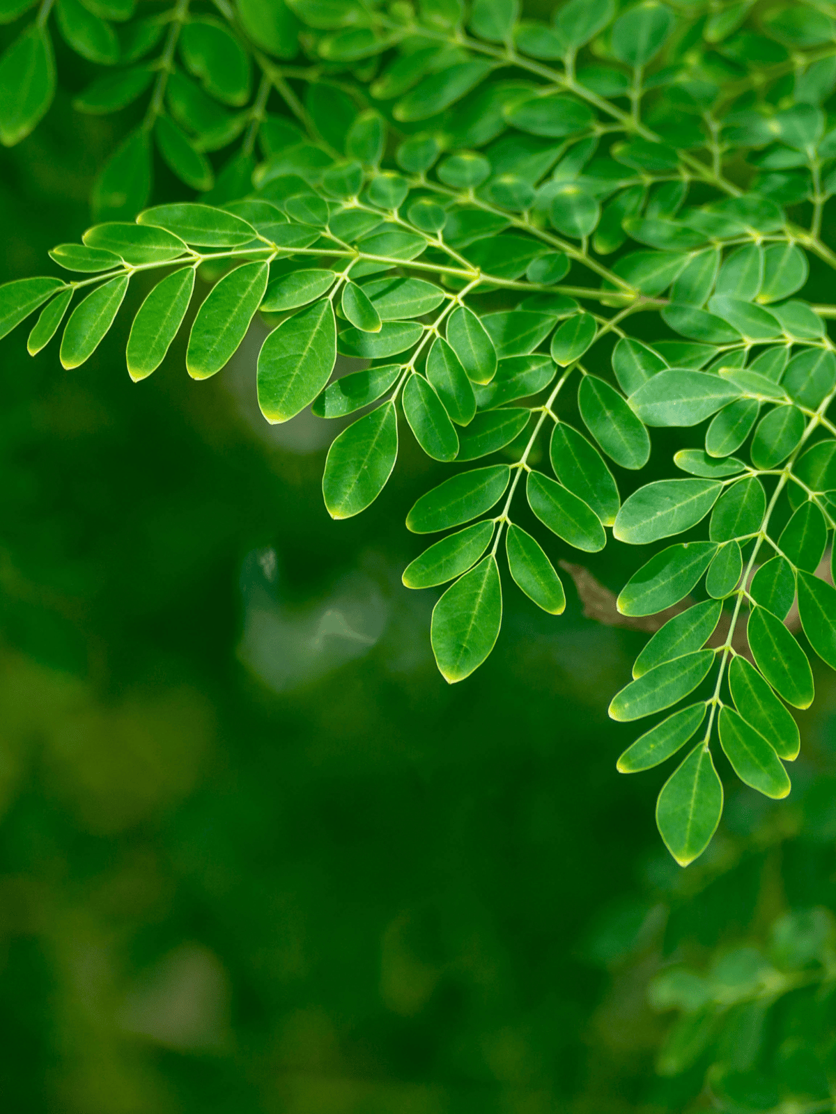 6 Amazing Health Benefits Of Moringa Powder